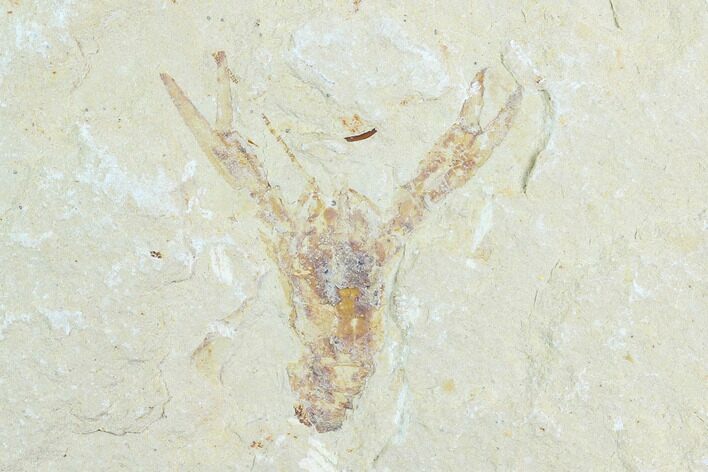 Cretaceous Lobster (Pseudostacus) Fossil - Lebanon #123999